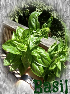 Basil