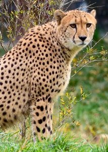 cheetah-1575033_640